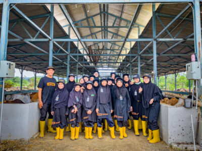 lembu 1