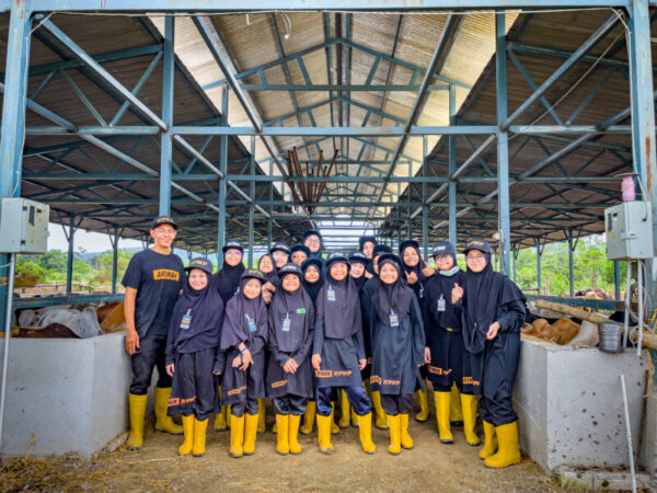 lembu 1