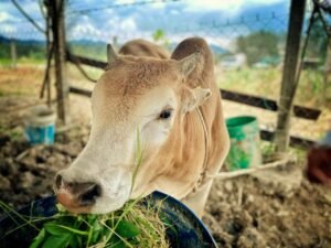 Makanan adalah sumber penting untuk ternakan