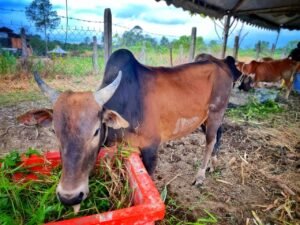 Ternakan yang diberi makan