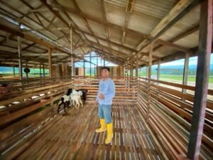 Kandang kambing